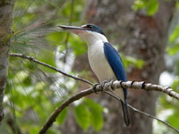 Collared Kingfisher  - Phuket