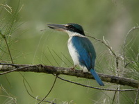 Collared Kingfisher  - Phuket
