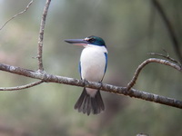 Collared Kingfisher  - Laem Son NP