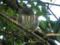 Collared Owlet  - Pang Sida NP