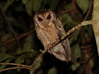 Collared Scops Owl  - Baan Maka