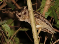 Collared Scops Owl  - Baan Maka