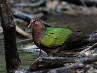 Common Emerald Dove - female  - Khao Luang Krung Ching NP