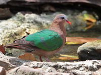 Common Emerald Dove - female  - Kaeng Krachan NP