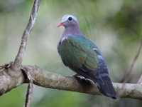 Common Emerald Dove - male  - Kaeng Krachan NP