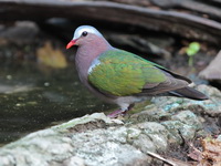 Common Emerald Dove - male  - Kaeng Krachan NP