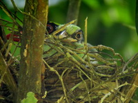 Common Green Magpie - chick  - Kaeng Krachan NP