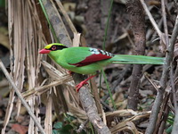 Common Green Magpie  - Khao Yai NP