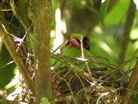 Common Green Magpie  - Kaeng Krachan NP