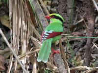 Common Green Magpie  - Khao Yai NP