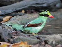 Common Green Magpie  - Kaeng Krachan