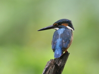 Common Kingfisher  - Baan Maka