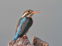 Common Kingfisher  - Phetchaburi