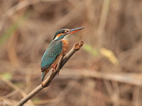 Common Kingfisher  - Bueng Boraphet