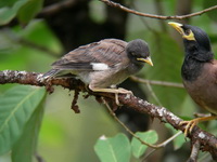 Common Myna - juvenile  - Phuket