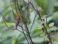Common Rosefinch - male  - Doi Ang Khang