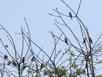 Common Rosefinch  - Doi Inthanon NP