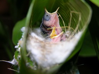 Common Tailorbird - chicks  - Phuket