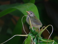 Common Tailorbird - fledgling  - Phuket