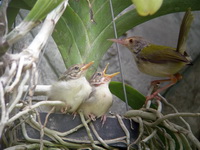 Common Tailorbird - fledgling  - Phuket