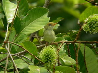 Common Tailorbird - juvenile  - Phuket
