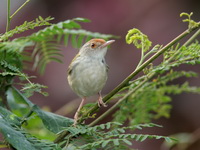 Common Tailorbird  - Suphan Buri
