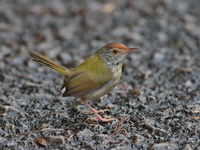 Common Tailorbird  - Doi Lang