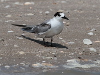Common Tern  - Laem Pak Bia