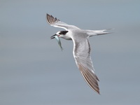 Common Tern  - Bang Taboon