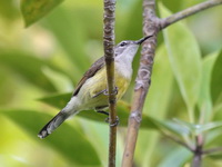 Copper-throated Sunbird - female  - Satun