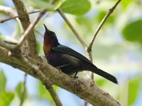 Copper-throated Sunbird - male  - Phang Nga