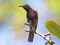 Copper-throated Sunbird - male  - Bang Phat