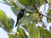 Copper-throated Sunbird - male  - Bang Phat