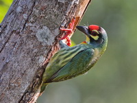 Coppersmith Barbet - male  - Chumphon