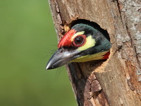Coppersmith Barbet - male  - Chumphon