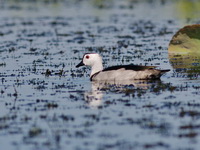 Cotton Pygmy Goose - male   - Thale Noi