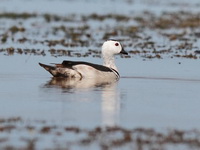Cotton Pygmy Goose - male  - Thale Noi