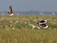 Cotton Pygmy Goose  - Bueng Boraphet