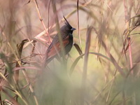 Crested Bunting - male  - Doi Lang