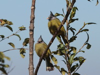 Crested Finchbill  - Doi Lang
