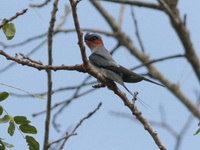 Crested Treeswift - male  - Kaeng Krachan NP