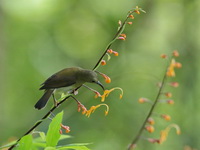Crimson Sunbird - female  - Sri Phang Nga NP