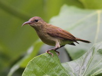 Crimson Sunbird - juvenile male  - Khao Luang Krung Ching NP