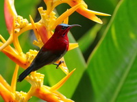 Crimson Sunbird - male  - Baan Maka