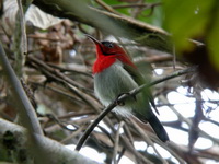 Crimson Sunbird - male  - Nakhon Sri Thammarat