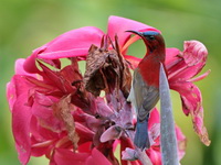 Crimson Sunbird - male  - Khao Sok NP