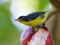 Crimson-breasted Flowerpecker - immature male  - Bala
