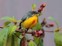 Crimson-breasted Flowerpecker - male  - Bala