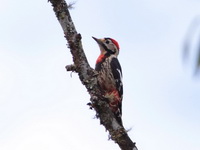 Crimson-breasted Woodpecker - male  - Doi Lang