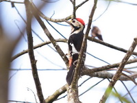 Crimson-breasted Woodpecker - male  - Doi Lang